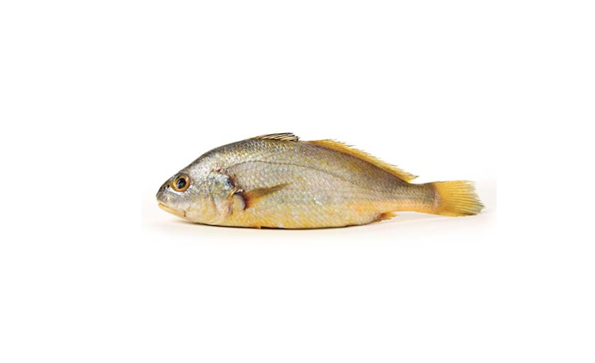 Golden Corvina